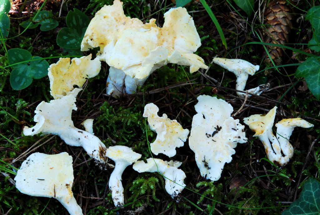 Albatrellus citrinus